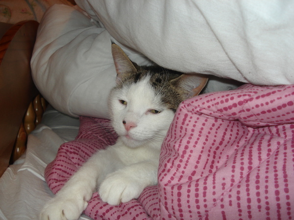 to let my cat sleep on my bed?