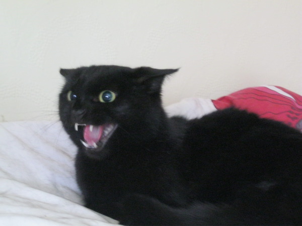 What is most ridiculous thing you have done to avoid upsetting the cat?
