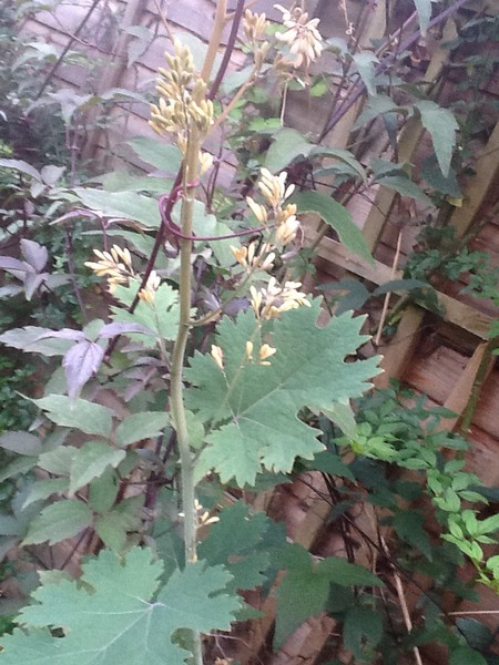 What is this?