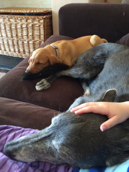 New puppy mummies