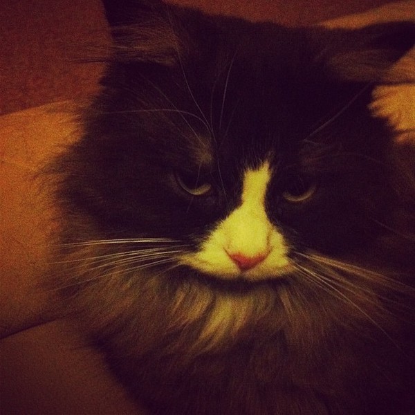 Shall we show off our cats? &#55357&#56832&#55357&#56832&#55357&#56832&#55357&#56832