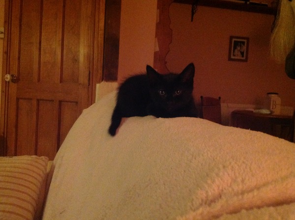 I came home from work to find a kitten in my living room