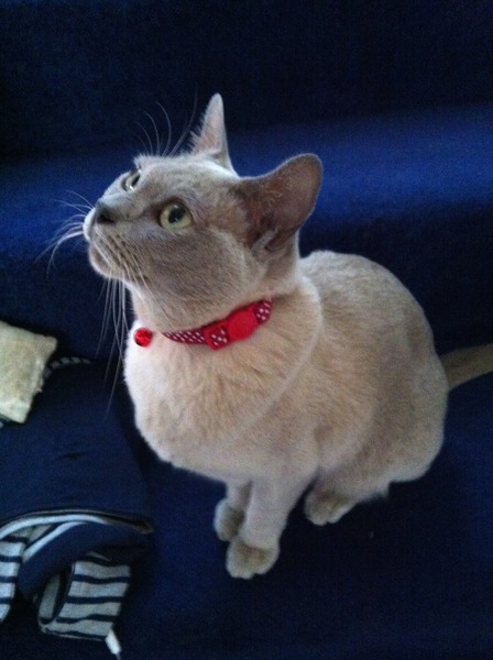 My cat smells of another woman's perfume