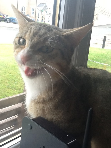 Think we've attracted a (rather lovely) stray!