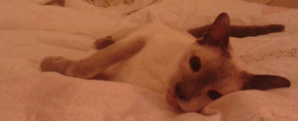 to let my cat sleep on my bed?