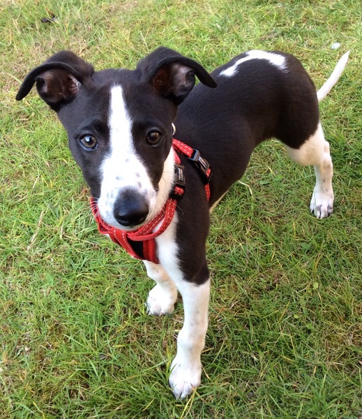 Puppy can't go out for another month!