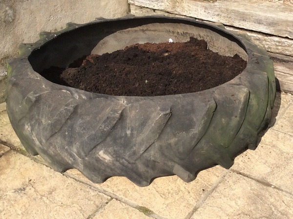 Vegetable patch in a tractor tyre, anyone else have one?