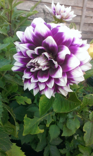 Cheap gardening tools/fertiliser/plants?