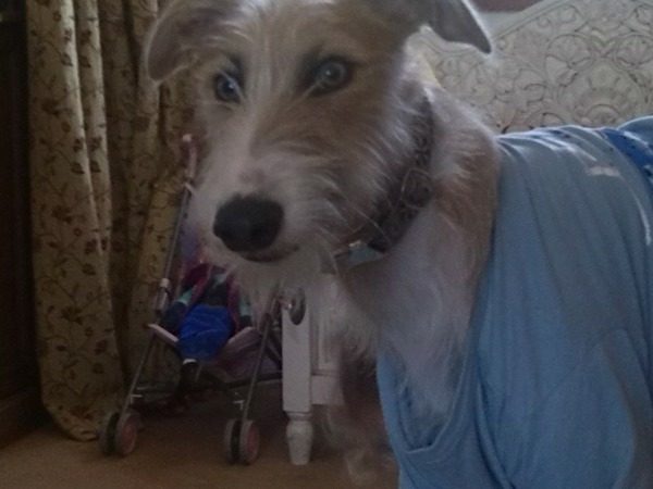 Greyhound, Whippet or Lurcher owner? Here's another pointy hounds cushion!
