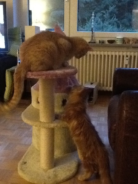 Just dropped Rufi off at kitten hotel - I'm *that kitten parent...