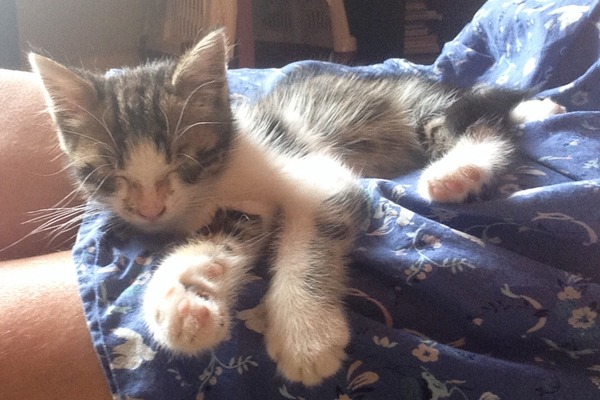 to let my cat sleep on my bed?