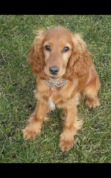 Please help me identify a dog.