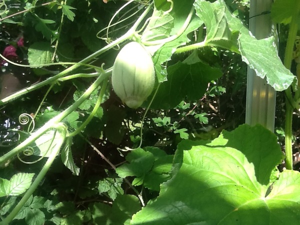 A garden is a lovesome thing, God wot!