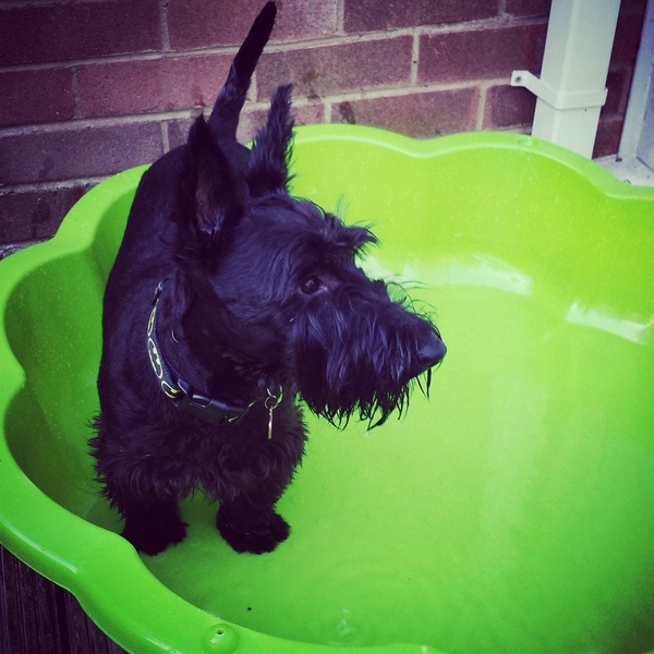 Black dogs and this heat, anyone else's dog struggling?