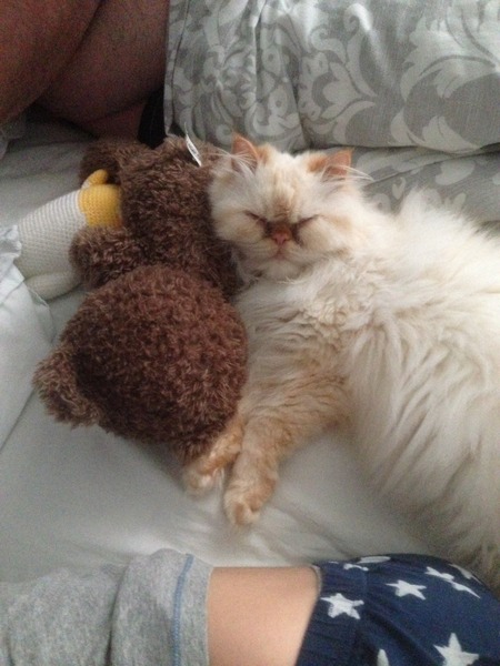 to let my cat sleep on my bed?