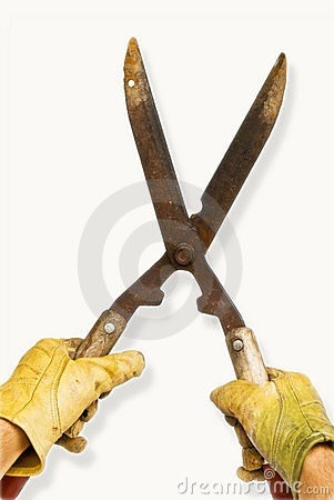Hedge cutting advice