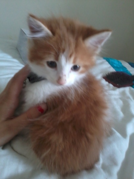 Should I shut the kitten in the kitchen?