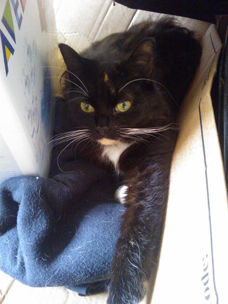 Shall we show off our cats? &#55357&#56832&#55357&#56832&#55357&#56832&#55357&#56832