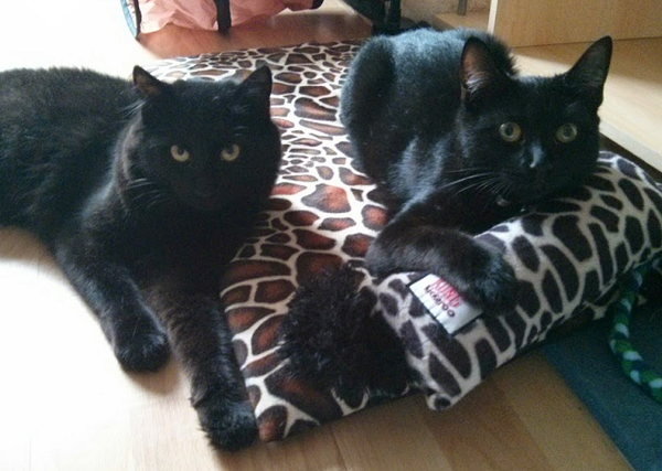 Unrepentant little beasts