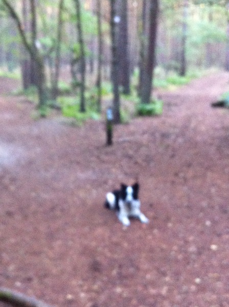 Recall training with a dog who is not food orientated
