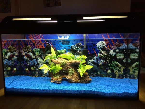 Start up tank getting cloudy