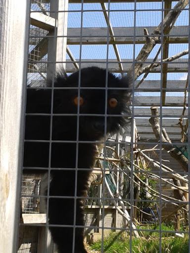 Sparsholt Animal Centre (mini zoo) Summer Opening 16-25 Aug
