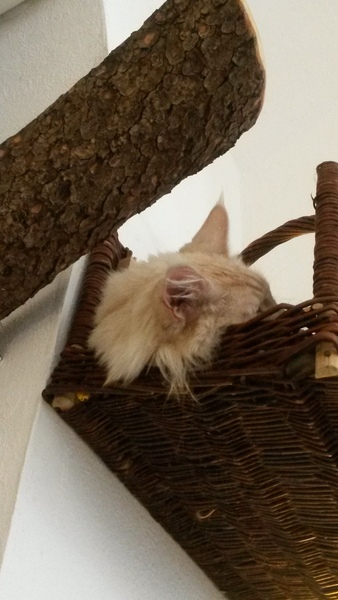 Share your Cat Cafe visits