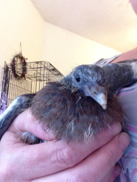 To invest in an airgun to shoot a pigeon?