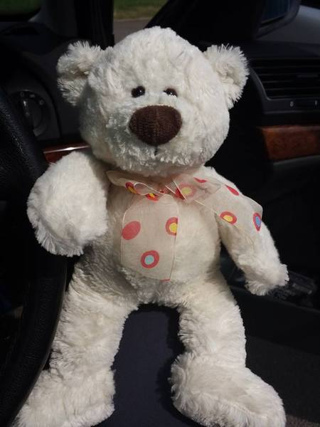 To ask you to help this bear get home?