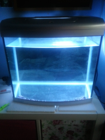 New fish tank in the DDs' bedroom