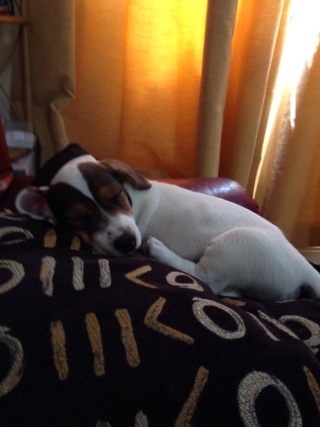 Some questions about puppies, vaccinations, socialisation etc