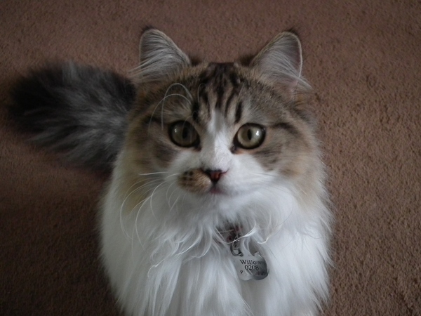My Dad's kitty went missing......