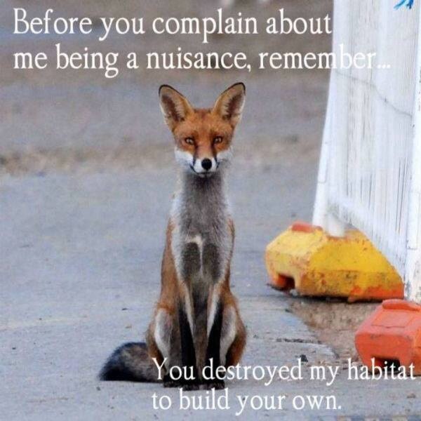 To poison these bloody foxes??