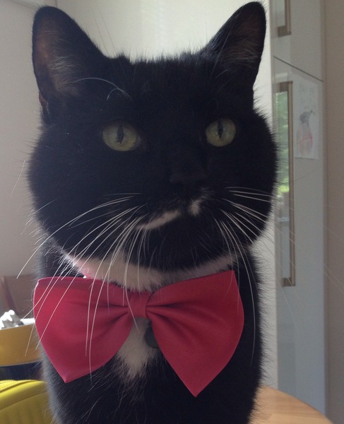 Shall we show off our cats? &#55357&#56832&#55357&#56832&#55357&#56832&#55357&#56832