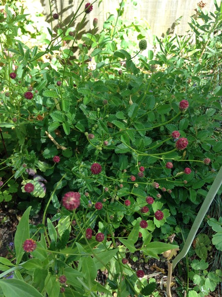 A garden is a lovesome thing, God wot!