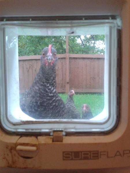 Please can and help set up our chicken family.