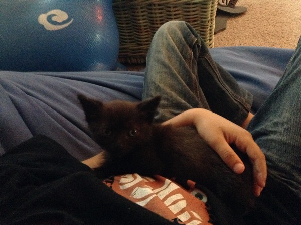 Unexpected kitten