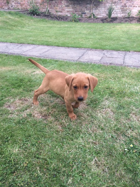 Some questions about puppies, vaccinations, socialisation etc