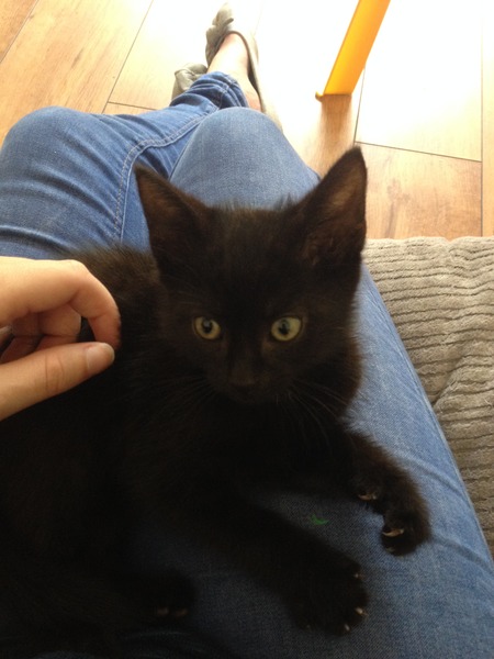 Brand new kitten tomorrow!!