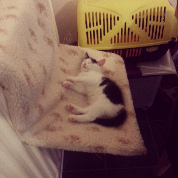 Shall we show off our cats? &#55357&#56832&#55357&#56832&#55357&#56832&#55357&#56832