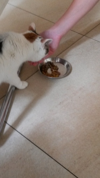 Share your Cat Cafe visits