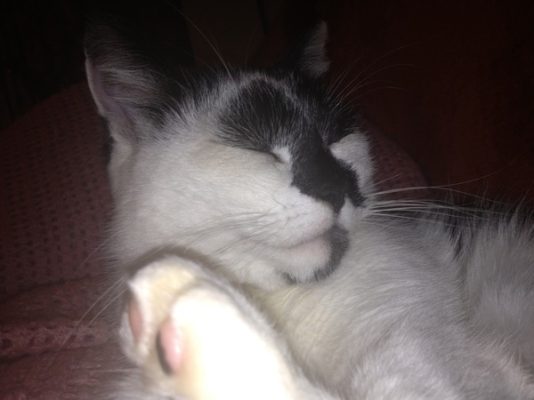 My family has been adopted by a cat