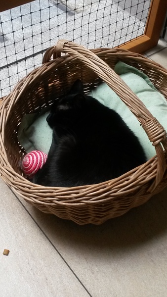 Share your Cat Cafe visits