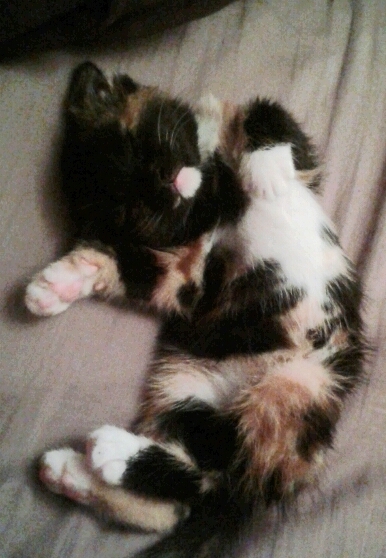 to let my cat sleep on my bed?