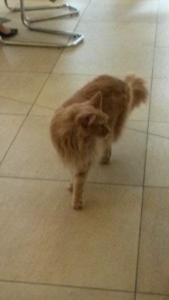 Share your Cat Cafe visits