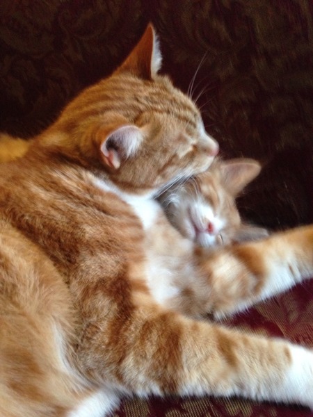 Shall we show off our cats? &#55357&#56832&#55357&#56832&#55357&#56832&#55357&#56832