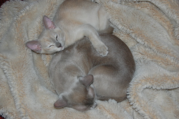 to let my cat sleep on my bed?