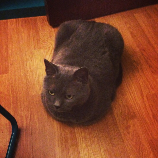 Shall we show off our cats? &#55357&#56832&#55357&#56832&#55357&#56832&#55357&#56832
