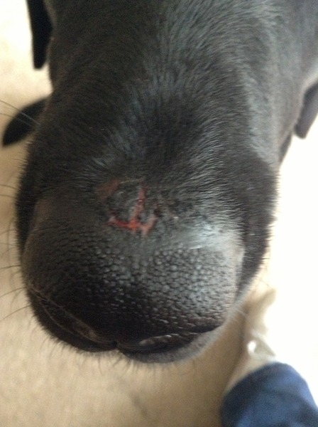 Sore nose