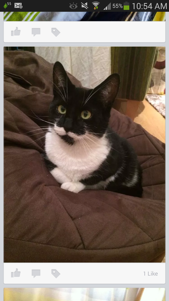 Tips for adopting an adult cat